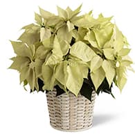 WhitePoinsettia Basket (Large) view 2