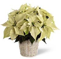WhitePoinsettia Basket (Small) view 2