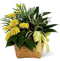 The Loving Light Dishgarden view 2