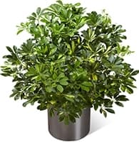 The Schefflera Arboricola view 2