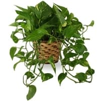 Enduring Spirit Pothos Basket view 2