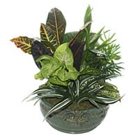 Mixed Plant Dish Garden view 2