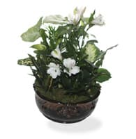 Large Mixed Plant Dish Garden view 2