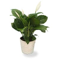 Peace Lily view 2