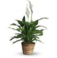 Simply Elegant Spathiphyllum view 2