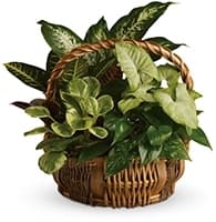 Emerald Garden Basket view 2