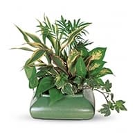 Small Garden Dish view 2