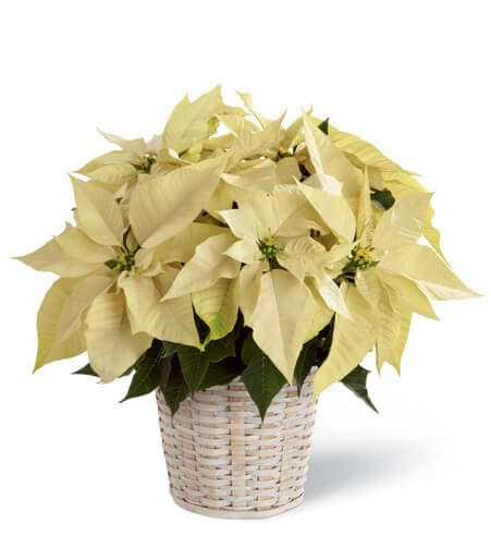 WhitePoinsettia Basket (Small)